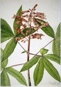 Red Buckeye (Aesculus pavia)
