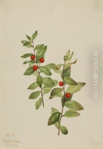 Red Comandra (Comandra livida) by Mary Vaux Walcott