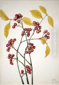 Red Chokeberry (Aronia arbutifolia)