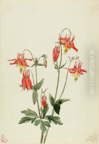 Red Columbine (Aquilegia formosa) - view 1
