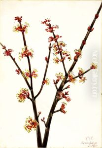 Red Maple (Acer rubrum)