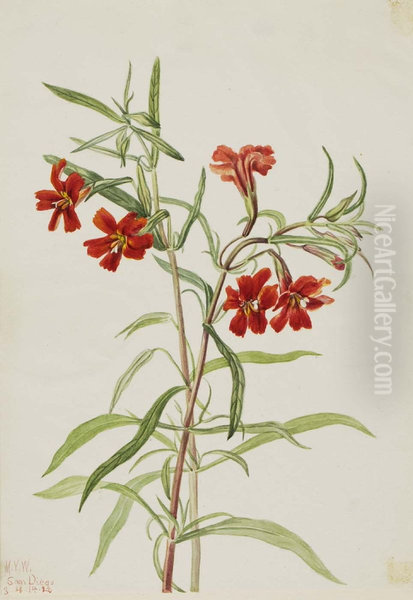Red Monkeyflower (Diplaucus puniceus) - view 1