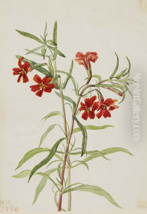 Red Monkeyflower (Diplaucus puniceus) Red Monkeyflower (Diplaucus puniceus)