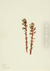 Red Pinesap (Hypopitys lanuginosa) Red Pinesap (Hypopitys lanuginosa)