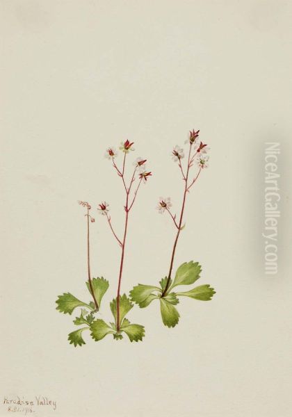Redstem Saxifrage (Saxifraga lyallii) - view 1