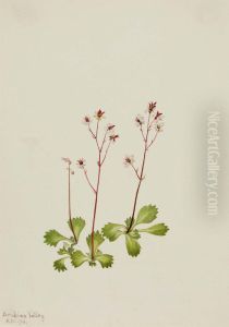 Redstem Saxifrage (Saxifraga lyallii)
