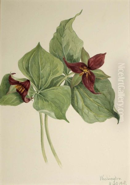 Red Trillium (Trillium erectum) - view 1
