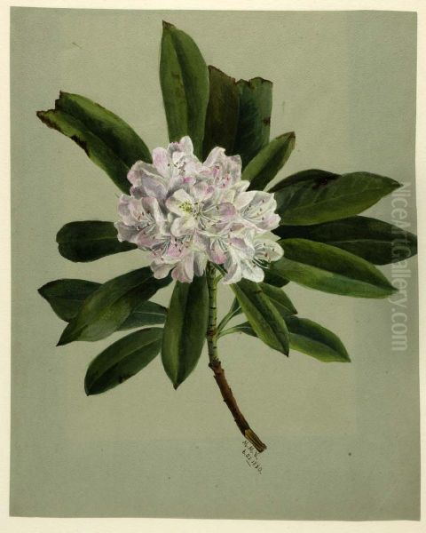 Rhododendron (Rhododendron maximum) - view 1