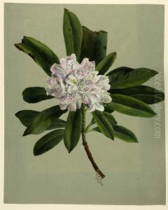 Rhododendron (Rhododendron maximum)