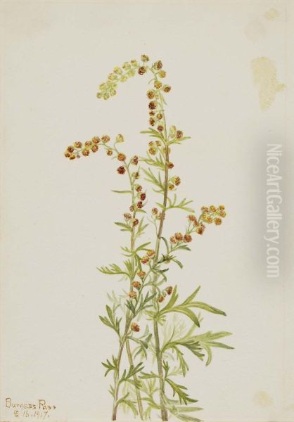 Rock Wormwood (Artemisia discolor) - view 1