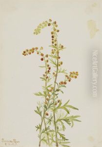 Rock Wormwood (Artemisia discolor)