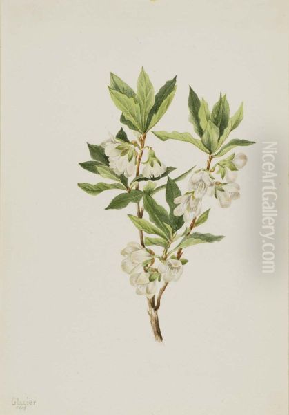 Rocky Mountain Rhododendron (Rhododendron albiflorum) - view 1