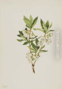Rocky Mountain Rhododendron (Rhododendron albiflorum) by Mary Vaux Walcott