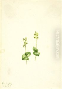 Rocky Mountain Twayblade (Ophrys necrophylla)
