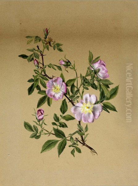 Rose Mallow (Hibiscus moscheutos) - view 1