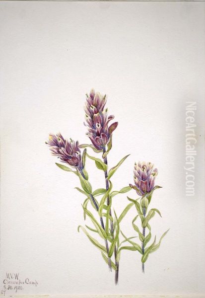 Rose Paintbrush (Castilleja pallida) - view 1