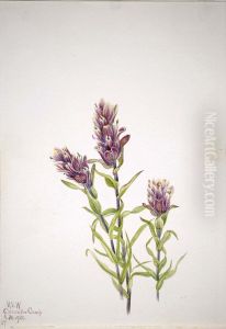 Rose Paintbrush (Castilleja pallida)