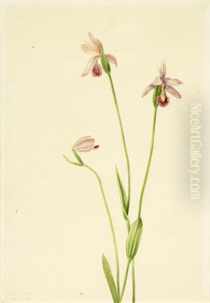 Rose Pogonia (Pogonia ophioglossoides) - view 1