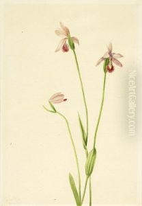 Rose Pogonia (Pogonia ophioglossoides) by Mary Vaux Walcott