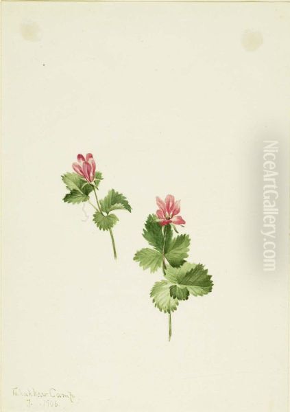 Rubus articus - view 1