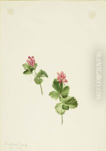 Rubus articus Rubus articus