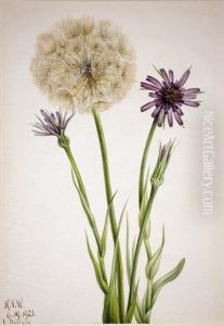 Salsify (Tragopogon porrifolius) by Mary Vaux Walcott