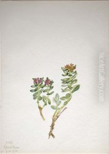 Sanifoiga adscendeus