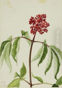Scarlet Elder (Sambucus pubens) by Mary Vaux Walcott