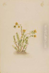 Sedum stenopetalum