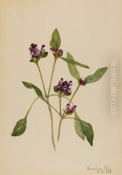 Self-Heal (Prunella vulgaris) - view 1
