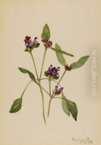 Self-Heal (Prunella vulgaris) by Mary Vaux Walcott