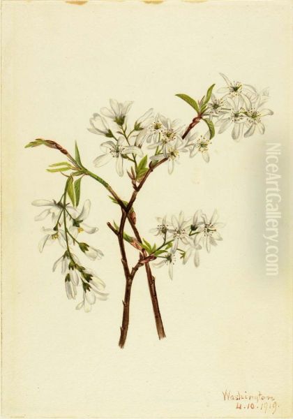 Shadbush (Amelianchier oblongifolia) - view 1