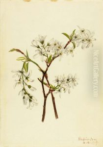 Shadbush (Amelianchier oblongifolia)