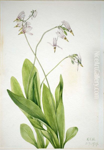 Shooting Star (Dodecatheon meadia) - view 1