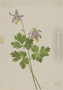 Shortspur Columbine (Aquilegia brevistyla)