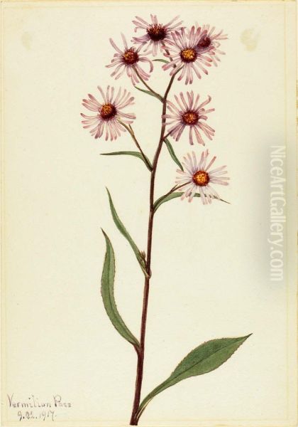 Showy Aster (Aster conspicuus) - view 1
