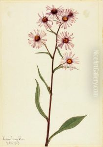 Showy Aster (Aster conspicuus) by Mary Vaux Walcott