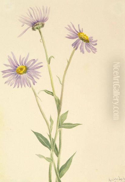 Showy Fleabane (Erigeron salsuginosus) - view 1