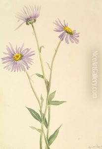 Showy Fleabane (Erigeron salsuginosus)