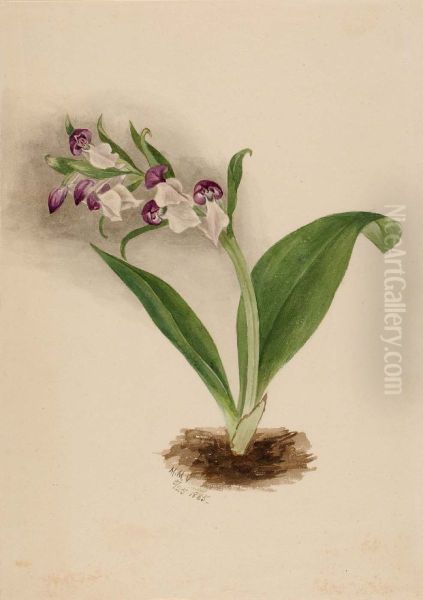 Showy Orchids (Orchis spectabilis) - view 1