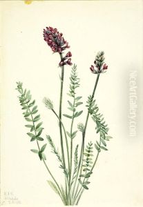 Showy Oxytrope (Oxytropis splendens) by Mary Vaux Walcott