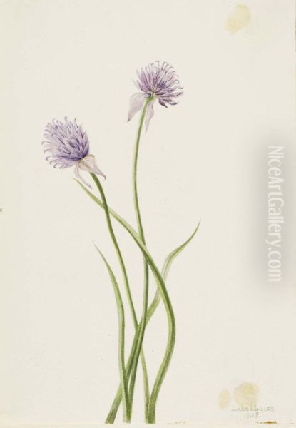 Siberian Onion (Allium sibericum) - view 1