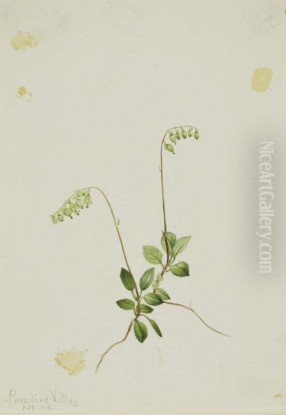 Sidebells Pyrola (Pyrola secunda) - view 1