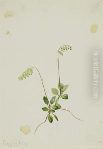 Sidebells Pyrola (Pyrola secunda)