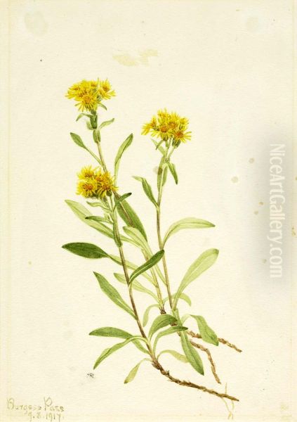 Sidesaddle Goldenrod - view 1