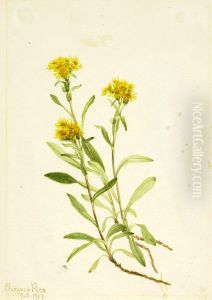 Sidesaddle Goldenrod