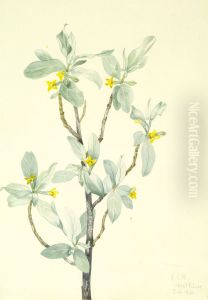 Silverberry (Elaeagnus commutata) by Mary Vaux Walcott