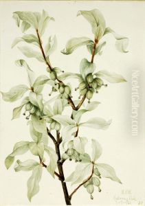 Silverberry (Elaeagnus commutata)