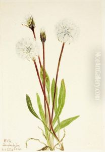 Slender Agoseris (Agoseris gracilens)