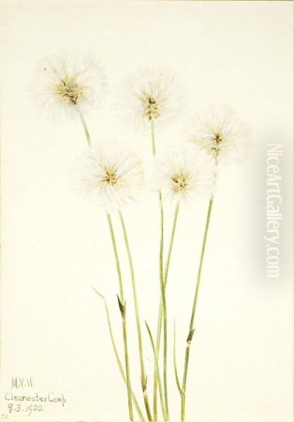Slender Cotton-Grass (Eriophorum chamissonis) - view 1